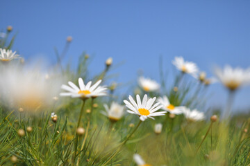 青空とカモミールの花