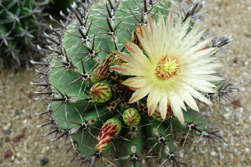 Naklejka na ściany i meble flower of cactus