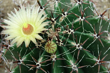 flower of cactus