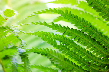 Green fern leaves close-up macro photo. Background of fern foliage growing in the jungle in sunny summer day. Eco plants in tropical rain forest. Bright greenery. Nature theme. Cyclosorus interruptus.