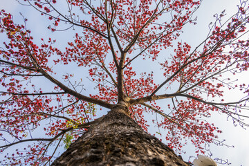 low angle view gold color blooming Bombax ceiba or red cotton tree in a morning