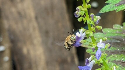 bee on weed flower