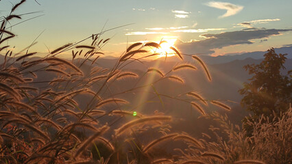 Photo of fountain grass at sunset and blurred nature background.