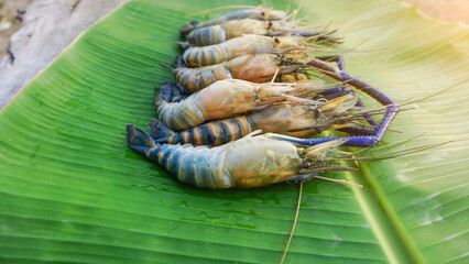 Fresh prawns placed on green leaves in the morning sunshine, the seafood is high in protein, healthy.