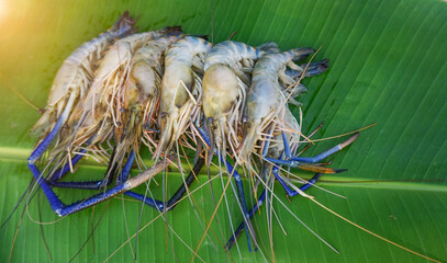 Fresh prawns placed on green leaves in the morning sunshine, the seafood is high in protein, healthy.