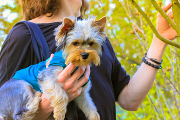A pet owner. Boy, man, guy holding and hugging a cute funny furry Yorkshire Terrier in his arms. Little dog, dog, puppy with the owner, a companion dog. A walk in the spring, summer park, in nature.