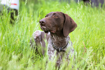 German Shorthaired Pointer Dog. Beautiful devoted dog with brown eyes looking into distance. Drathaar in green meadow in spring summer day. A large breed of hunting hound dogs with collar around neck.
