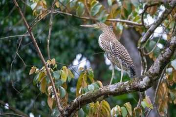 The Bare-throated Tiger-Heron perches high in the neotropical forests of Costa Rica looking at its surroundings
