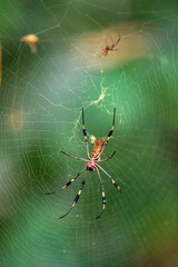 A colorful spider builds and intricate web to catch its next meal in a remote neotropical jungle forest of Costa Rica