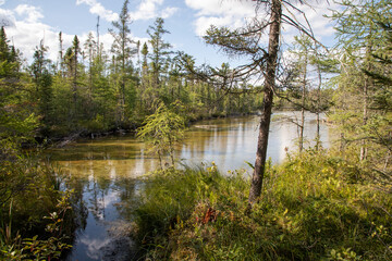 Fototapeta na wymiar A remote kettle bog at Bemidji State Park in northern Minnesota is home to a wide variety of wildlife as shown in the summer at dusk during golden hour