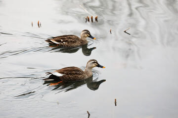 Aix galericulata on the water