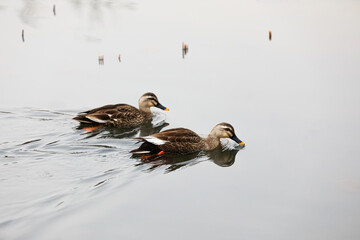 Aix galericulata on the water