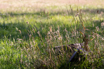 bright sun shining through tall grass at a park