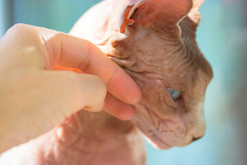 A woman's hand stroking bald leather naked cat. A muzzle of a purebred Canadian Sphynx cat with blue eyes. Human-to-pet contact. Care, love for feline animals at home. Lovely sphinx kitty indoors.