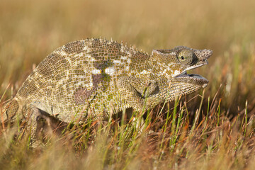 Chameleon Between wild Plants