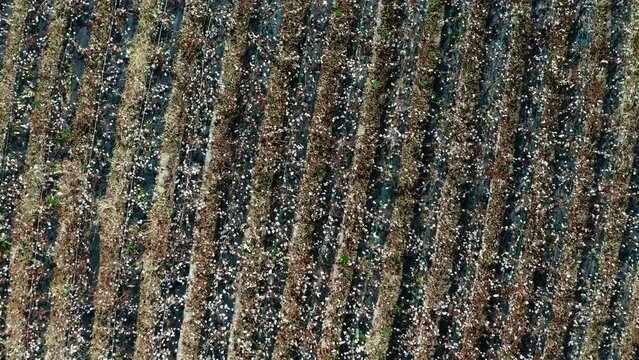 close up of cotton field