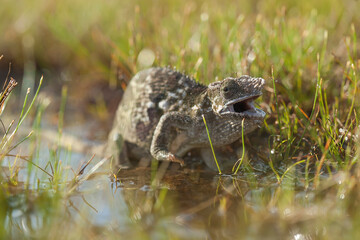 Chameleon Between wild Plants