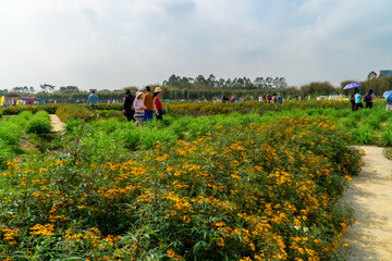 Enjoy flowers in the garden in spring