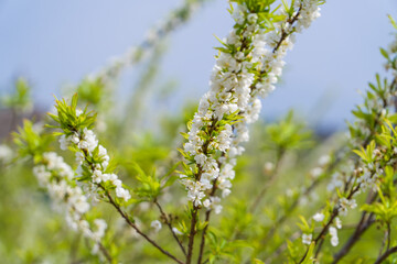 Pear trees blooming in spring