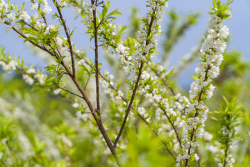 Pear trees blooming in spring