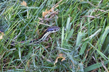 small striped snake in tall summer grasses