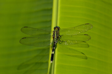 a dragonfly perched on a banana leaf photographed in the morning