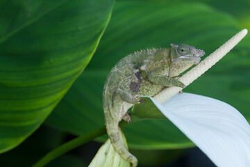 Chameleon Between wild Plants