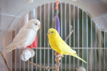 Beautiful colored parrots in a cage at home. Cute pet. Selective focus.
