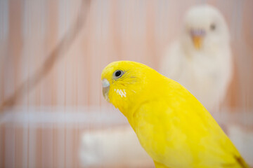 Beautiful colored parrots in a cage at home. Cute pet. Selective focus.