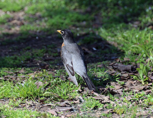 Robin #30