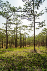 Amazing landscape of Da Lat city, Vietnam