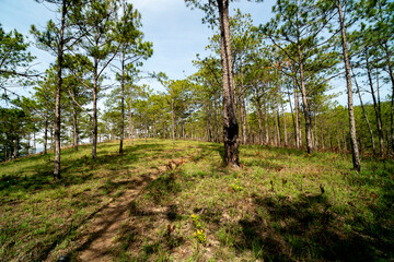 Obraz premium Amazing landscape of Da Lat city, Vietnam