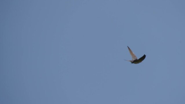 Following single swallow flying across the blue sky
