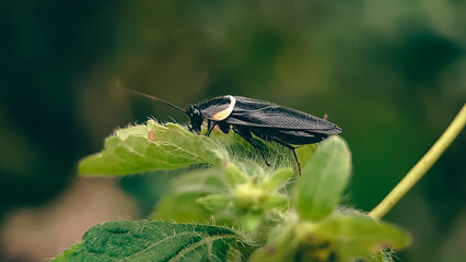 Forest Cockroach in attractive colors ( Image with blurred background effect)