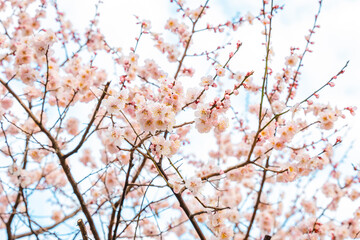 spring