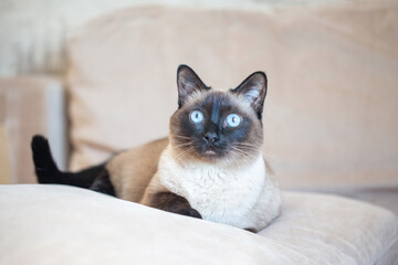 Beautiful Siamese cat with blue eyes. Purebred pet at home on a beige sofa.