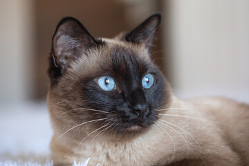 Beautiful Siamese cat with blue eyes. Purebred pet at home.
