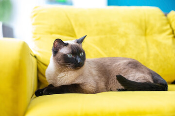 Beautiful Siamese cat with blue eyes. Purebred pet at home on a yellow sofa.