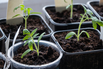 Solanum lycopersicum: tomato seedlings grow in a pot at home on window