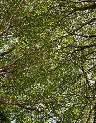 trees in the forest