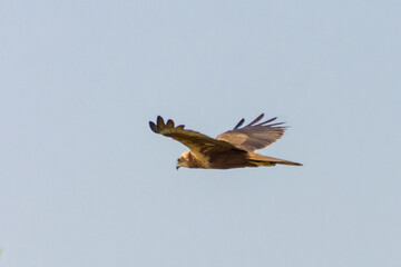 Fototapeta premium Eastern imperial eagle