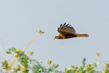 Fototapeta premium Eastern imperial eagle