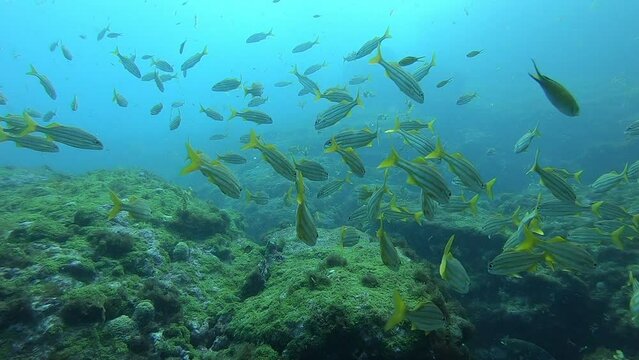 A bluestriped grunt fish shoal in Fernando de Noronha. Marine life. Scuba diving. Brazil