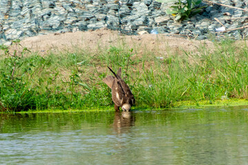 Eastern imperial eagle