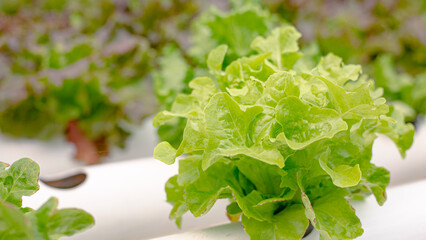 hydroponic lettuce