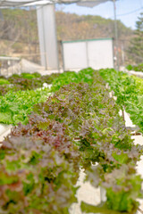 lettuce growing in a greenhouse