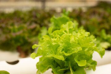 fresh hydroponic lettuce