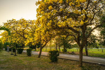 Beautiful blooming Yellow Golden trumpet tree or Tabebuia aurea roadside of the Yellow that are blooming with the park in spring day in the garden and sunset sky background in Thailand.