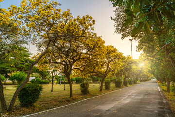Beautiful blooming Yellow Golden trumpet tree or Tabebuia aurea roadside of the Yellow that are blooming with the park in spring day in the garden and sunset sky background in Thailand.