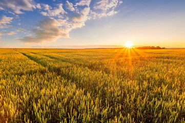 Scenic view at beautiful sunset in a wheaten shiny field with golden wheat and sun rays, deep cloudy sky on a background , forest and country road, summer valley landscape